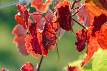 red grape leaves on a branch