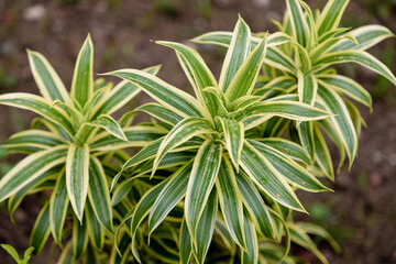 Tropical textured background green plant leaves pattern background, Natural wallpaper