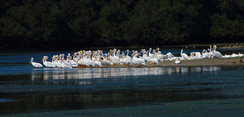 Fototapeta na wymiar A pod of White Pelicans rest on the lake shore