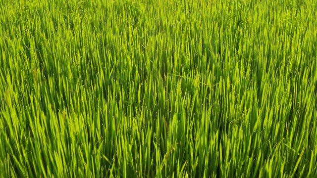 Close up green rice field of Jasmine rice agriculture farming in Asian. shot by drone
