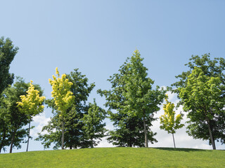 Trees on lawn. Summer landscape. Warm sunny day with clear blue sky.