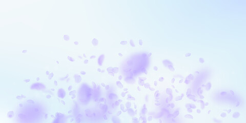Violet flower petals falling down. Breathtaking ro