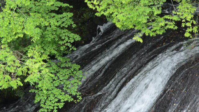新緑と布の滝