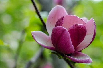 pink magnolia flower