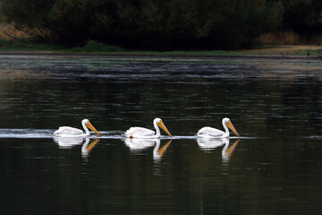 Three White Pelicans swim in perfect formation with identical reflections