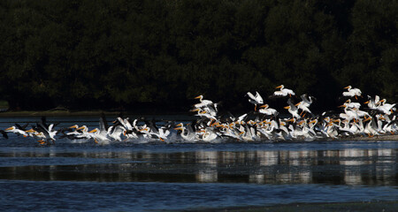 A startled pod of White Pelicans take to the air in flight 