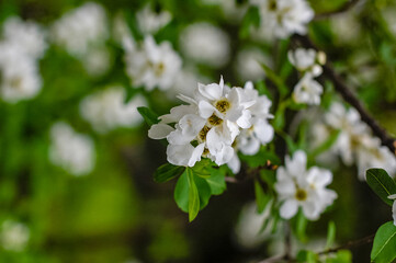white flowers of tree