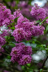 lilac flowers in the garden