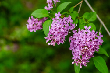 lilac flowers in the garden