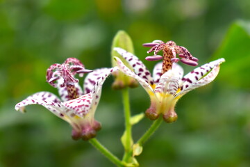 Toad lilies star-like white blossoms with reddish purple spots They are reminiscent of orchids and are ideal for shady gardens or moist woodland and bloom when other plants are finished for the season