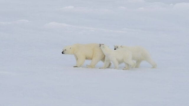 Polar Bears walking in an arctic.