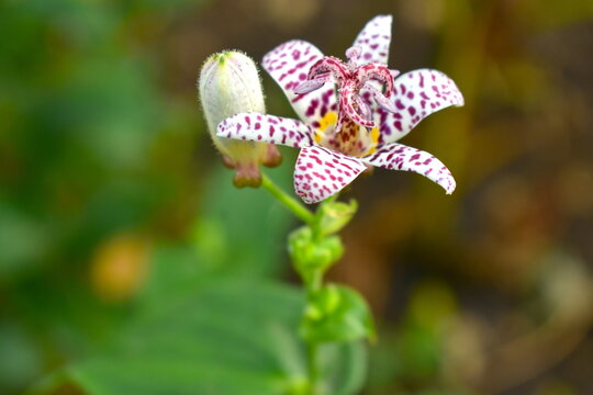 Japanese toad lily. These lovely spotty delicate flowers are native to Taiwan and the Ryukyu Islands of Japan The lilies grow about metre tall and prefer partial shade so are usually found under trees