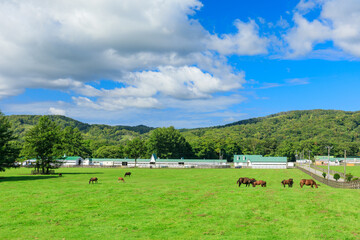北海道新冠町のウマ牧場の風景