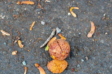 A brown horse chestnut in the middle of the husk has broken open exposing the hard shell.  The green husk has thorny spikes. The seed sits on a smooth surface with a red background. 