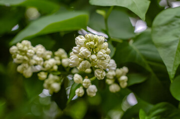 close up of white flowers