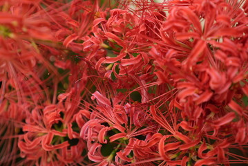 コショウ, 食べ物, チリ, スパイス, 熱い, 野菜, わいせつな, 赤, ドライ, パプリカ, サフラン, マーケット, 原料, 乾いた, 植える, アップ, 臓器の, 料理, 味付け, 新鮮, アジア, 質感, 自然, コショウ