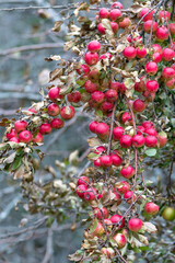 A narrow branch of a red delicious apple tree covered in red apples and green leaves. The juicy apples are bright red ripe fruit and there's an abundance of them draping lengthwise from the weight. 