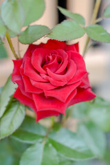red rose in garden