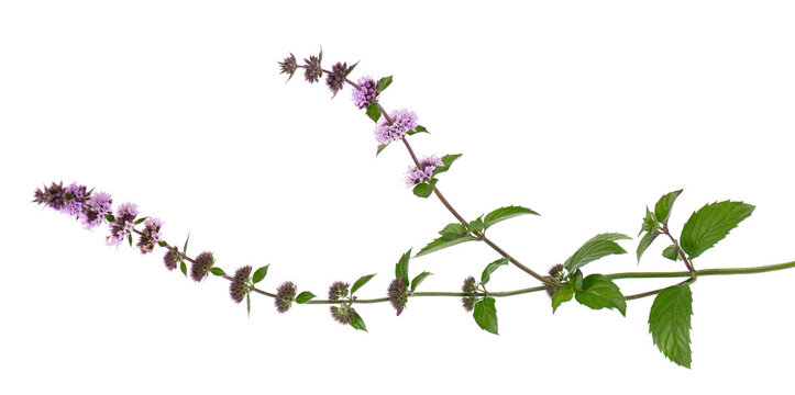 Peppermint flowers isolated on white background. Mint branch. Herbal medicine.