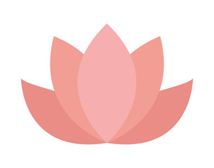 pink lotus plant