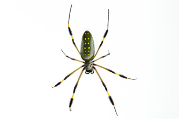 Golden silk spider, (Trichonephila clavipes), Costa Rica