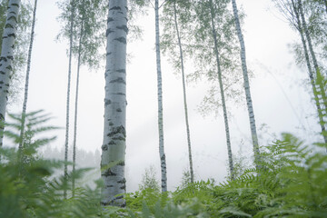 Majestic Birch Forest