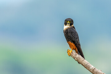 Bat falcon (Falco rufigularis), Costa Rica