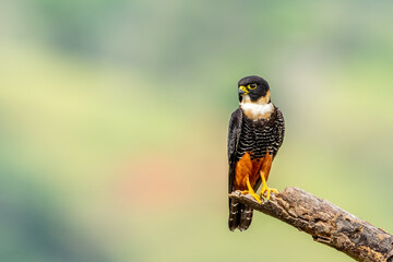 Bat falcon (Falco rufigularis), Costa Rica