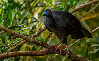 Black guan (Chamaepetes unicolor), Costa Rica