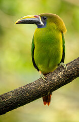 Emerald toucanet (Aulacorhynchus prasinus) from Costa Rica