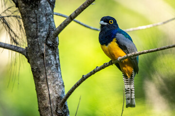 Gartered trogon (Trogon caligatus) from Costa Rica