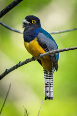 Gartered trogon (Trogon caligatus) from Costa Rica