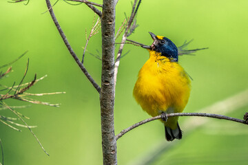 Yellow-throated euphonia (Euphonia hirundinacea) from Costa Rica