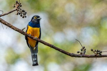 Gartered trogon (Trogon caligatus) from Costa Rica