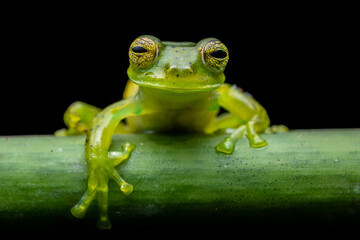 Emerald glass frog (Espadarana prosoblepon)