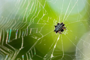 Spinybacked orbweaver (Gasteracantha cancriformis), Costa Rica