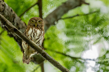 Ferruginous pygmy owl (Glaucidium brasilianum), Costa Rica
