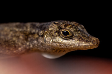 Anolis sp.., Costa Rica
