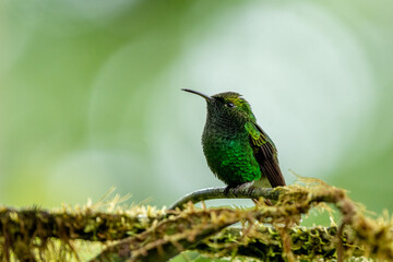 Fototapeta na wymiar Coppery-headed emerald (Microchera cupreiceps) from Costa Rica