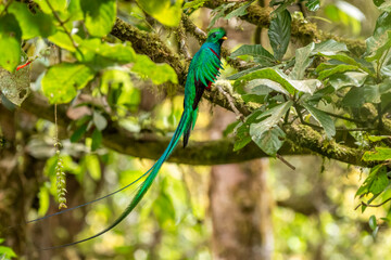Resplendent Quetzal (Pharomachrus mocinno) from Costa Rica