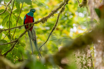 Resplendent Quetzal (Pharomachrus mocinno) from Costa Rica