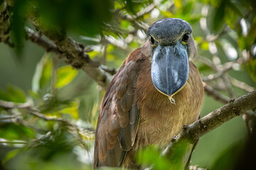 Boat-billed heron (Cochlearius cochlearius) from Costa Rica