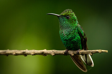 Coppery-headed emerald (Microchera cupreiceps) from Costa Rica