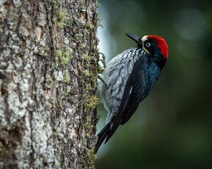 Beautiful acorn woodpecker (Melanerpes formicivorus) from Costa Rica