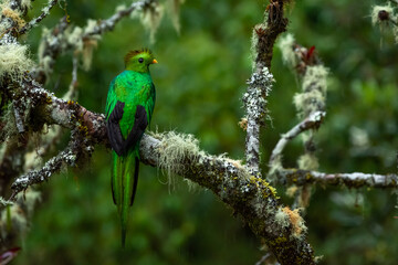 Resplendent Quetzal (Pharomachrus mocinno) from Costa Rica
