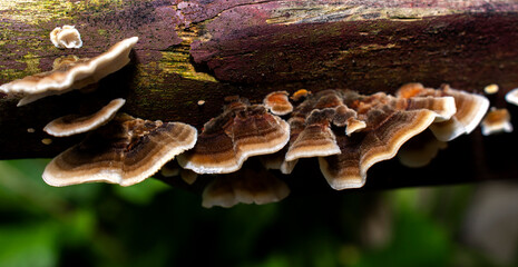Turkey Tail Mushroom on Wood 