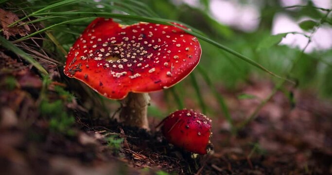 amanita muscaria, fly agaric, poisonous mushrooms with red pileus in autumn forest