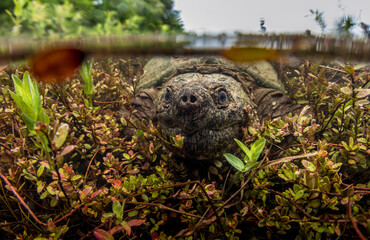Snapping turtle in a Massachusetts cranberry bog