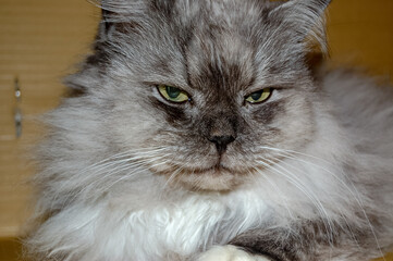 Fototapeta premium portrait of a cat