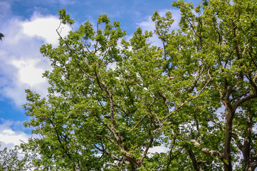 leaves against blue sky